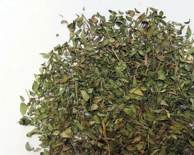 تصویر 2 از فروش آویشن سبز + قیمت خرید به صرفه